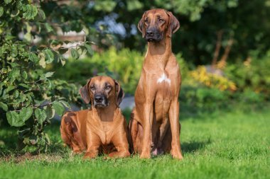 iki Rodezya ridgeback köpekler açık havada
