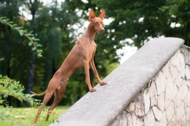 adorable cirneco dell etna dog outdoors clipart