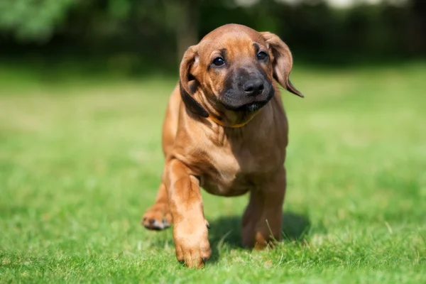 Adorable rhodesian ridgeback puppy outdoors in summer — Stock Photo, Image