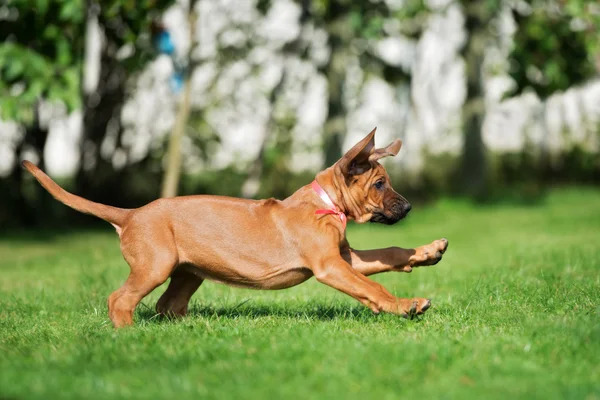Adorável rhodesian ridgeback cachorro ao ar livre no verão — Fotografia de Stock