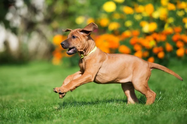 Puppy adorable rhodesian ridgeback — Zdjęcie stockowe