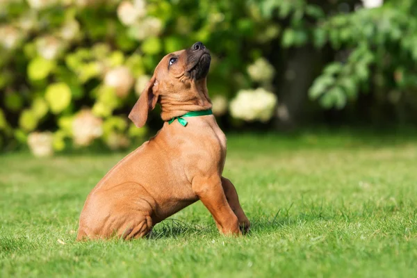 Adorável rhodesian ridgeback cachorro ao ar livre no verão — Fotografia de Stock