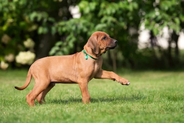 Adorable rhodesian ridgeback puppy outdoors in summer — Stock Photo, Image