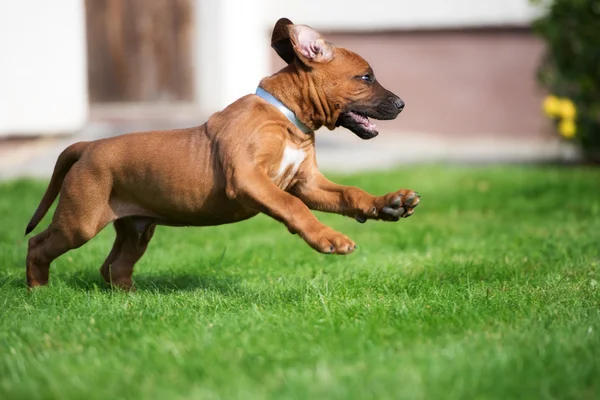 Adorable rhodesian ridgeback puppy outdoors in summer — Stock Photo, Image