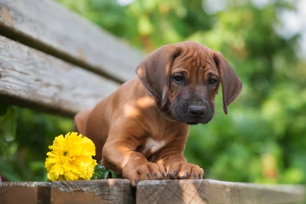 Ihana Rodesian Ridgeback pentu ulkona kesällä — kuvapankkivalokuva