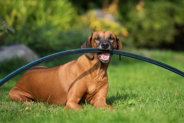 Родезійський скакалка собака на відкритому повітрі влітку — стокове фото
