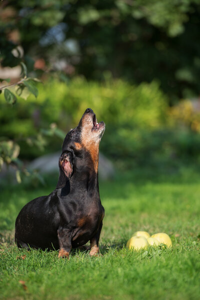 очаровательная старая такса на открытом воздухе
