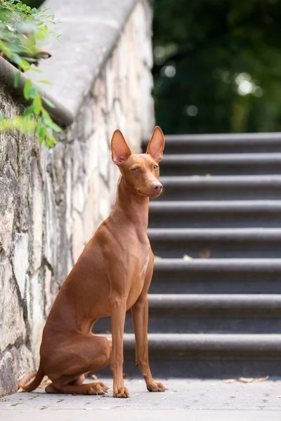Rozkošný cirneco dell etna pes venku — Stock fotografie