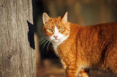 Güzel turuncu kedi dışarıda poz veriyor.