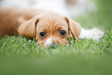 Şirin İngiliz işaret köpeği çimlerin üzerinde dinleniyor.