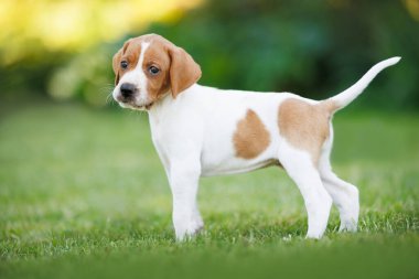 Şirin İngiliz işaret köpeği yazın çimlerin üzerinde duruyor.