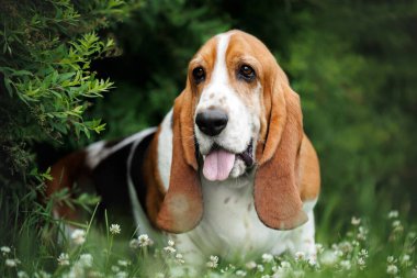 Sevimli Basset av köpeği parkta yatıyor.