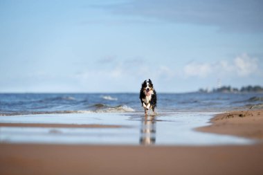 Minyatür Amerikan çoban köpeği deniz kenarında koşar.