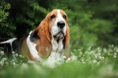 Basset av köpeği yazın dışarıda yatıyor.
