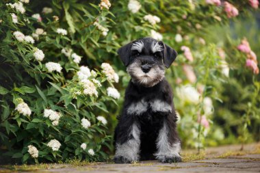 Siyah ve gümüş rengi minyatür Schnauzer köpek yavrusu çiçek açmış bahçede poz veriyor.