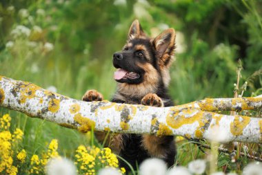 Tatlı Alman çoban köpeği ön patileriyle devrilmiş ağaçta poz veriyor.