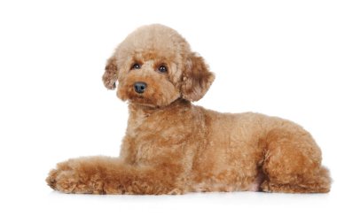 Minyatür kaniş köpeği beyaz arka planda yatıyor