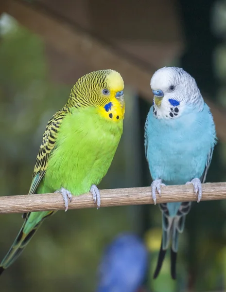Parakeets — стокове фото