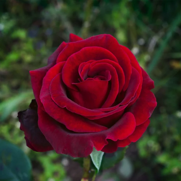 Темно-червоний троянди є blossing в саду — стокове фото