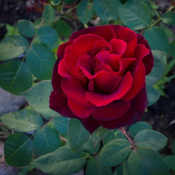 Rosa rossa scura stanno fiorendo in giardino — Foto Stock