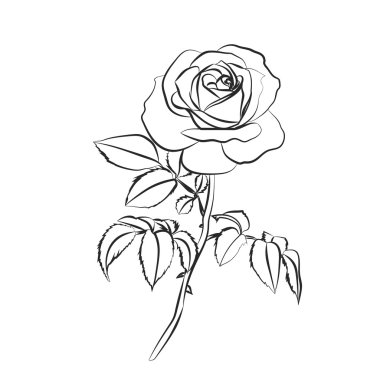 Gül beyaz arka plan üzerinde kroki.