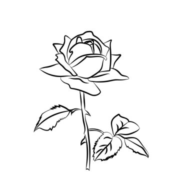 Gül beyaz arka plan üzerinde kroki.