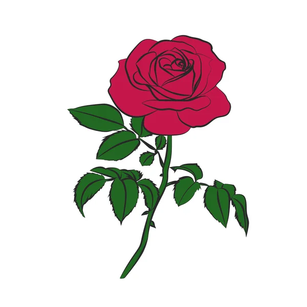 Rose rouge sur fond blanc. — Image vectorielle