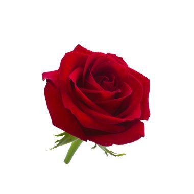 Koyu kırmızı gül