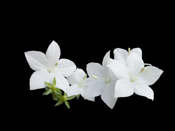 Hermosa campanula blanco está aislado sobre fondo negro — Foto de Stock