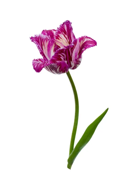 紫の縁を付けられたチューリップ — ストック写真