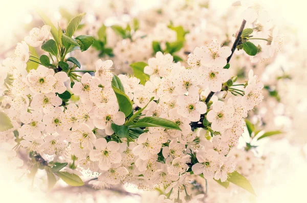 Kirschblüten im Freien — Stockfoto