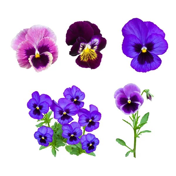 Donker blauwe pansy bloem — Stockfoto