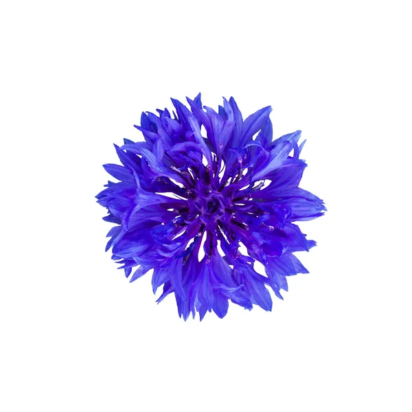 Dark Blue cornflower — Stock Photo, Image