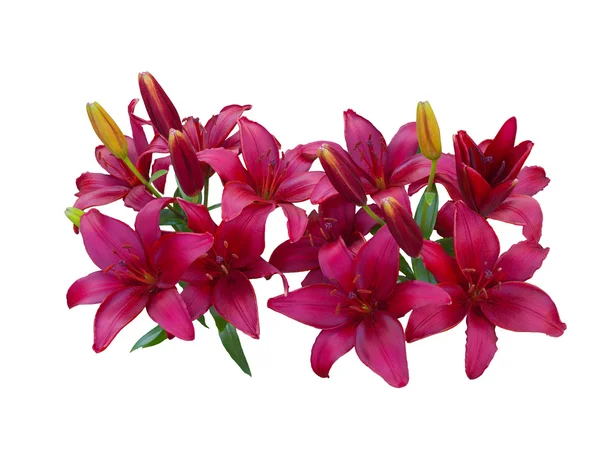 Lily fajták virágok — Stock Fotó