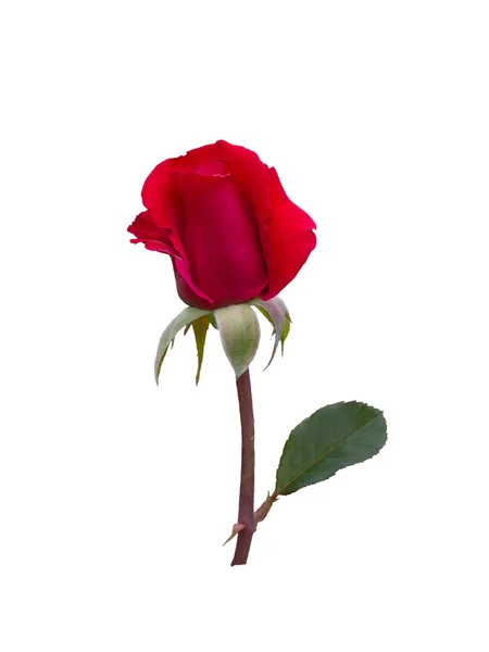 Leuchtend schöne rote Rose — Stockfoto