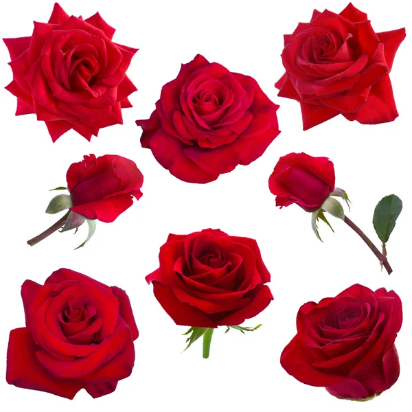 Коллаж из красных роз — стоковое фото
