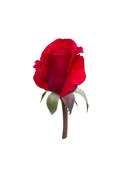 Rosa roja hermosa brillante — Foto de Stock