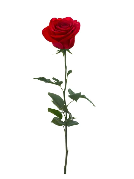 Jasně červená růže — Stock fotografie