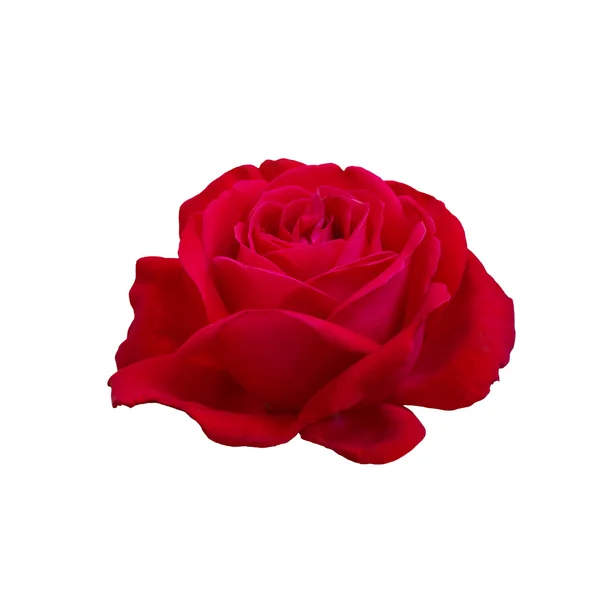 Rosa vermelha brilhante — Fotografia de Stock