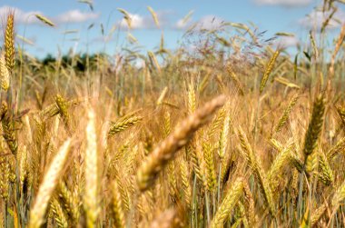 Altın buğday tarlası 