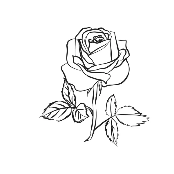 Rose skiss på vit bakgrund. — Stock vektor