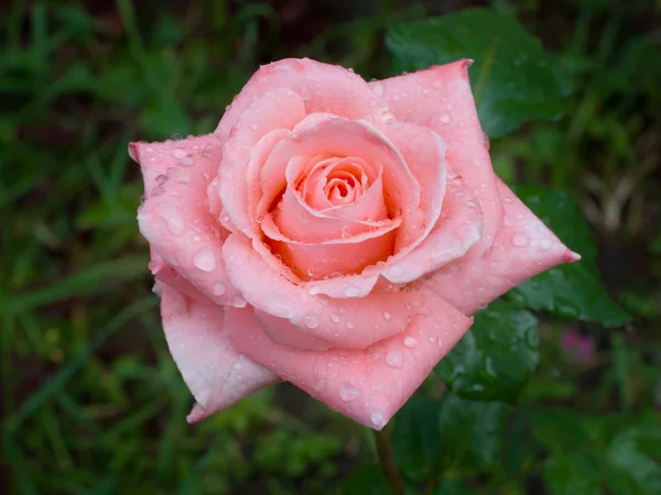 Rosa rosa com gotas de orvalho — Fotografia de Stock