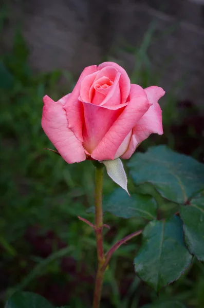 Rosa de chá híbrido rosa — Fotografia de Stock