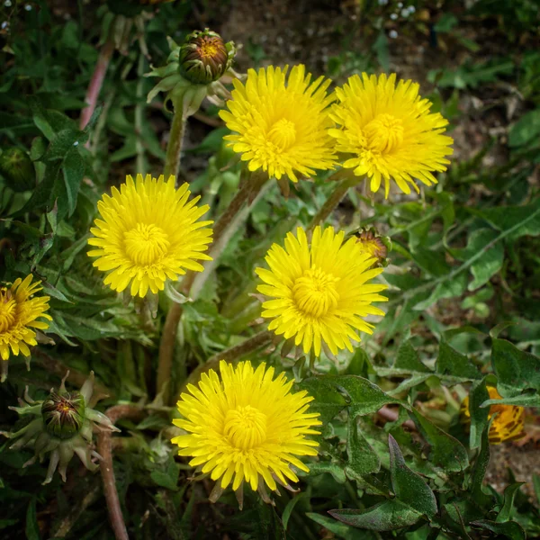 Joven diente de león florecen al aire libre —  Fotos de Stock