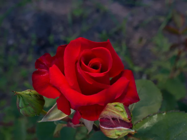 Rosa vermelha escura estão florescendo no jardim — Fotografia de Stock