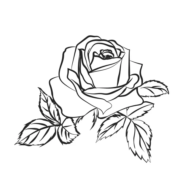 Sketsa mawar pada latar belakang putih . - Stok Vektor