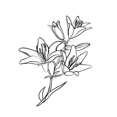 Lily kroki beyaz arka plan üzerinde.