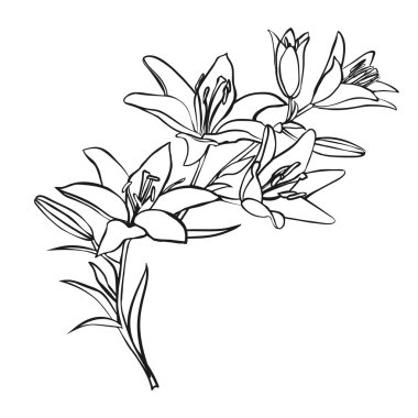 Lily kroki beyaz arka plan üzerinde.