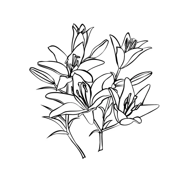 Croquis de Lily sur fond blanc . — Image vectorielle