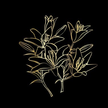 Lily kroki beyaz arka plan üzerinde.